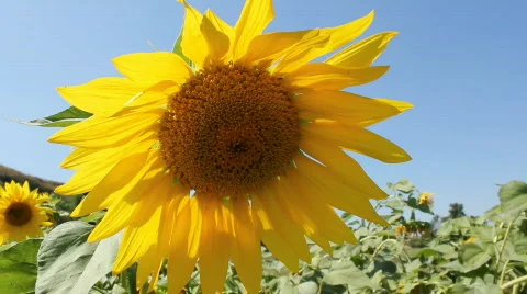 Sunflowers 18 Stock Footage 857112