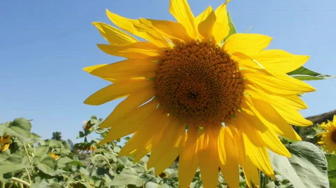 Sunflowers 19 Stock Footage 857108