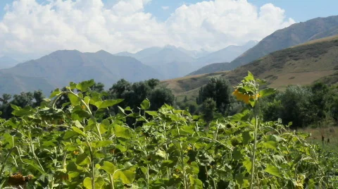 Sunflowers 2 Video stock 857098