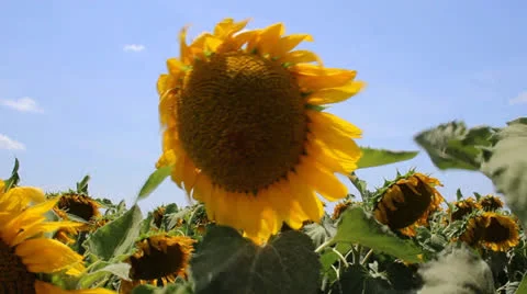 Sunflowers 2 Video stock 24950177