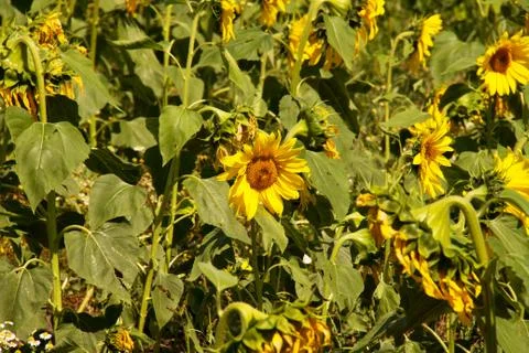 Sunflowers 2 Stock Photos