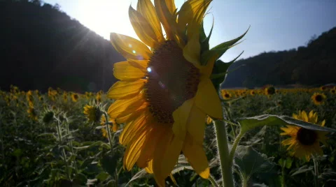 Sunflowers 3 스톡 동영상 452179