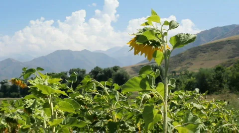 Sunflowers 3 Stock Footage 857094