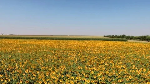 Sunflowers 3 Stock Footage 79309813