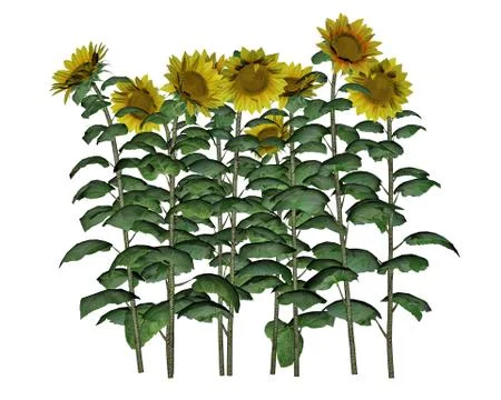 Sunflowers - 3D render Stock Illustration