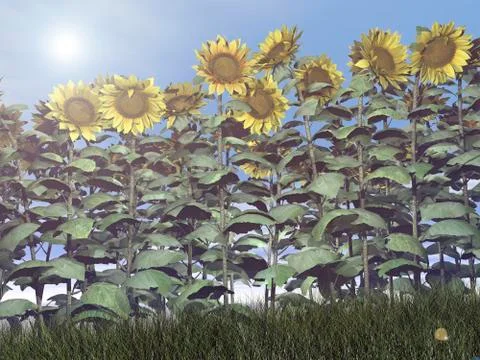 Sunflowers - 3D render Stock Illustration