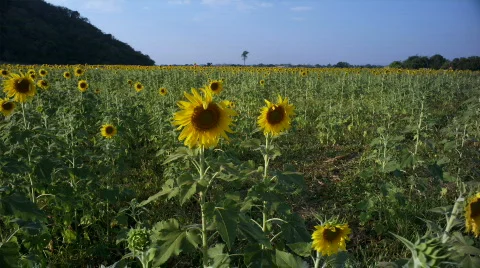 Sunflowers 4 스톡 동영상 492091