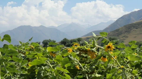 Sunflowers 4 스톡 동영상 857097