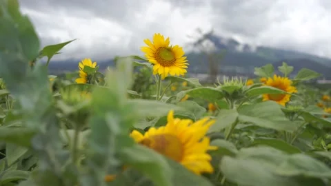 Sunflowers 4K 24fps Stock Footage 234393641
