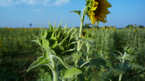 Sunflowers 5 스톡 동영상 495071