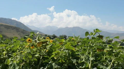 Sunflowers 5 Stock Footage 857093