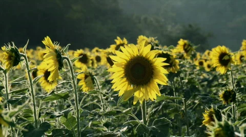 Sunflowers 6 스톡 동영상 495079