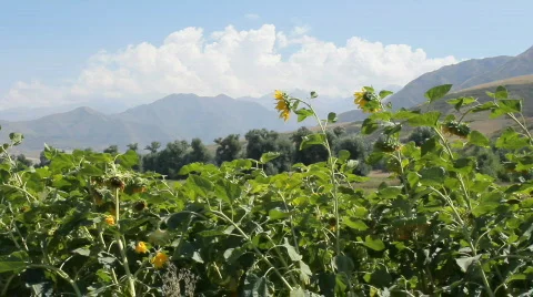 Sunflowers 6 Video stock 857101