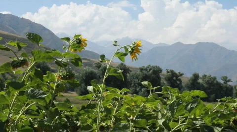 Sunflowers 7 Stock Footage 857100
