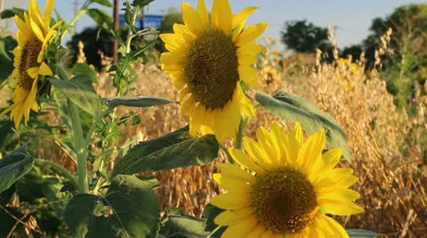 Sunflowers 7 Stock Footage 25103434