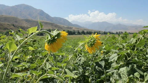 Sunflowers 9 Video stock 857107