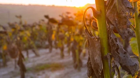 Sunflowers absorb the last rays of the sun 動画素材 81945191