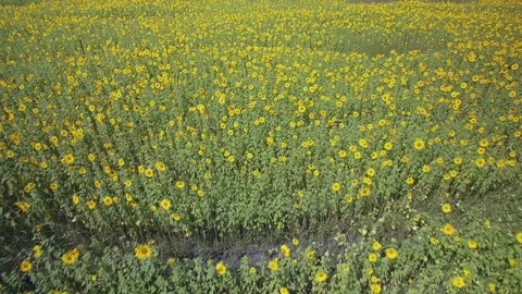 Sunflowers Aerial Shot of Flower Fields Stock Footage