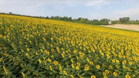 Sunflowers aerial view Vídeos de archivo 81701693
