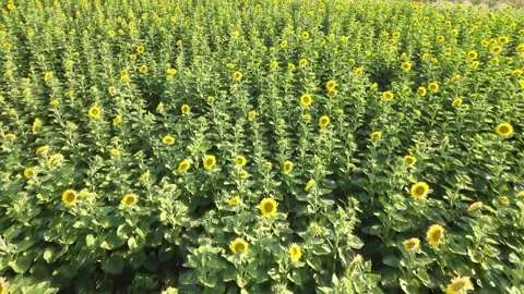 Sunflowers aerial view Stock Footage 240756259