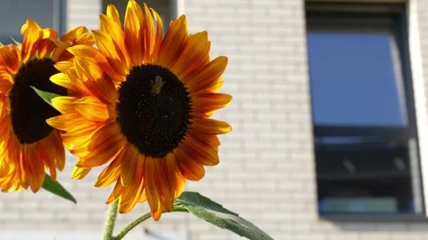 Sunflowers against the background of a white brick residential building Stock Footage 283814357