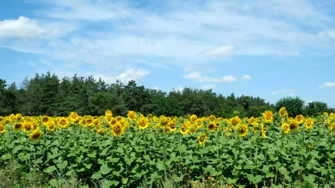 Sunflowers against the blue sky Stock Footage 100561253