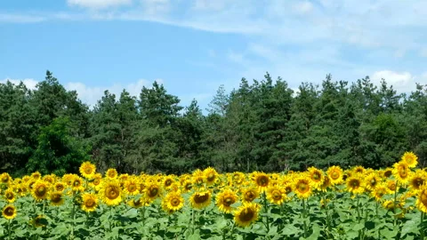 Sunflowers against the blue sky Stock Footage 100563181