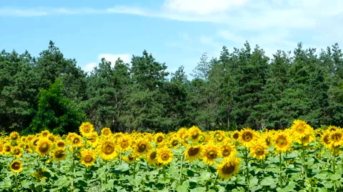Sunflowers against the blue sky Stock Footage 100563604