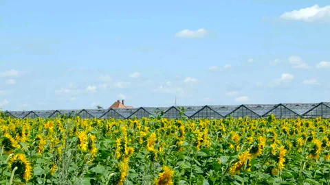 Sunflowers against the blue sky Stock Footage 100564563