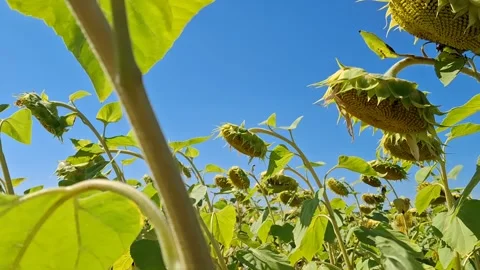 Sunflowers against a blue sky Stock-Footage 344480157