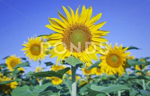 Sunflowers against clear blue sky, on the Canadian Prairie. Winnipeg, Manitoba, Stock Photos