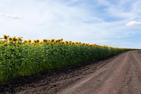 Sunflowers along a dirt road with blue sky Stock Photos