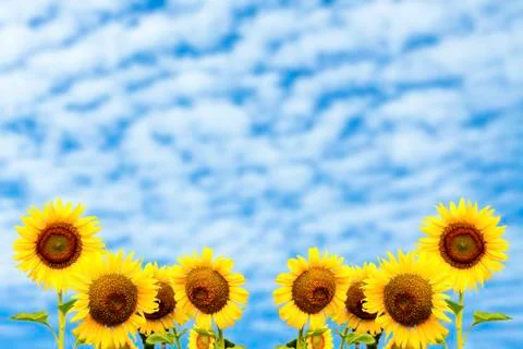 Sunflowers on Altocumulus cloud background Stock Photos