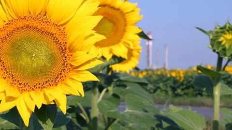 Sunflowers and Bee in a field Stock Footage 11058888