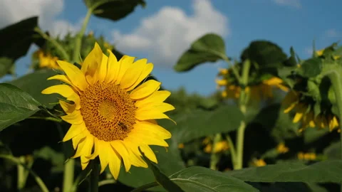 Sunflowers and bee. Fields with sunflowers in the summer. 4K UHD video Stock-Footage 157672331