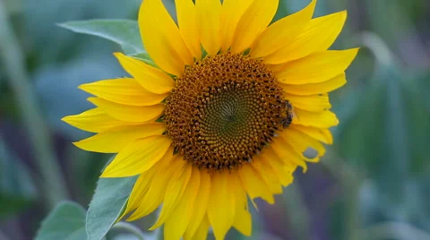 Sunflowers and bee Stock Footage 53497798