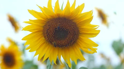 Sunflowers and bee Video stock 54362069