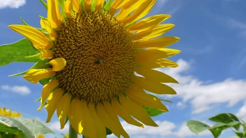 Sunflowers and bee macro 4K 1 Stock Footage 78487448