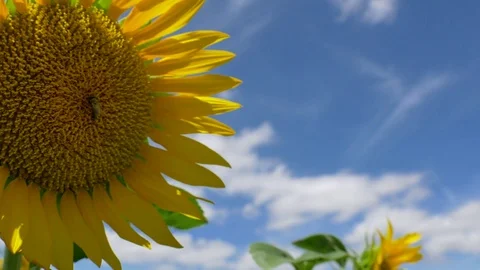 Sunflowers and bee macro 4K 2 Stock Footage 78873143
