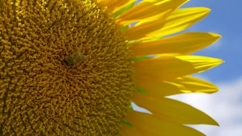 Sunflowers and bee macro 4K 3 Stock Footage 78896118
