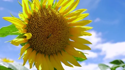 Sunflowers and bee macro 4K 4 Stock Footage 78990855