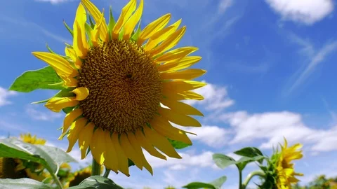 Sunflowers and bee macro 4K 5 Stock Footage 79018885