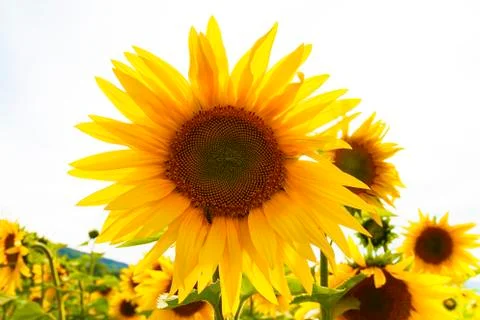 Sunflowers and bee Stock Photos