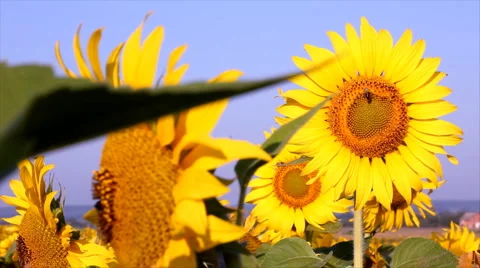 Sunflowers and Bees Stock Footage 1265611