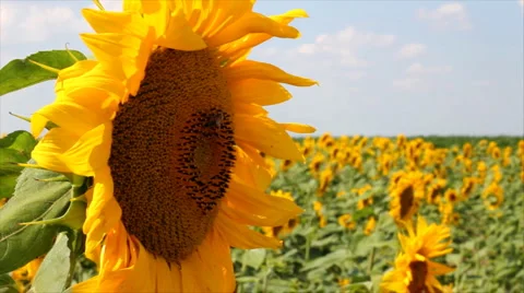 Sunflowers and Bees Video stock 1266477