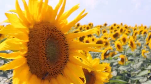 Sunflowers and Bees Stock Footage 11058870