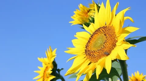 Sunflowers and Bees Stock Footage 11058904