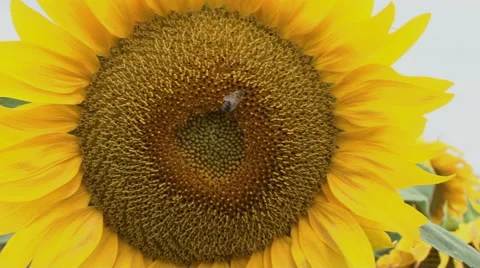 Sunflowers and bees Stock Footage 52820275