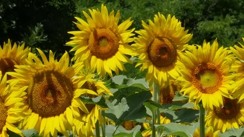 Sunflowers and bees Video stock 79619771