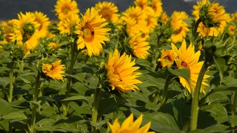 Sunflowers and bees Stock Footage 94327161